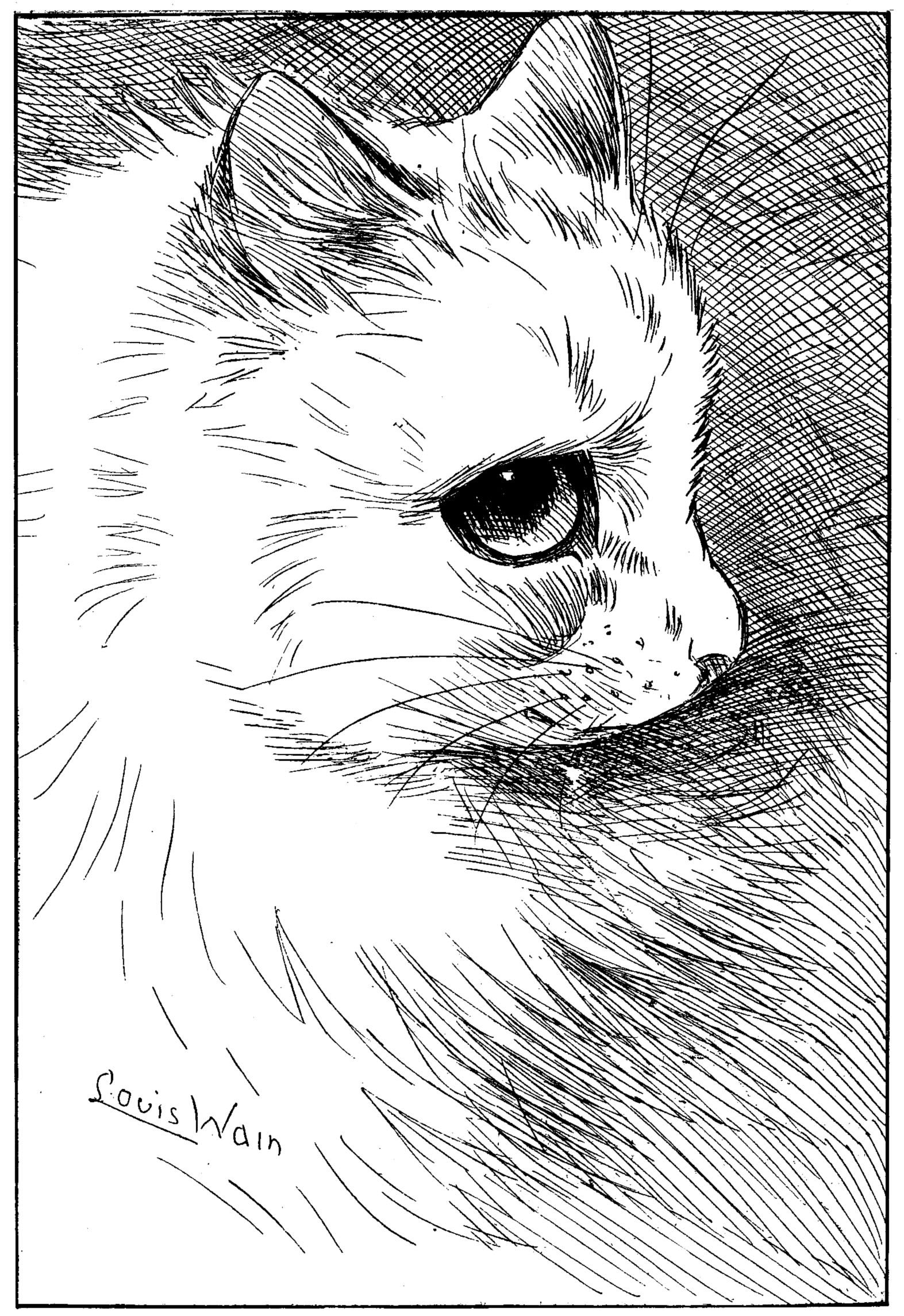 Sketch of a cat